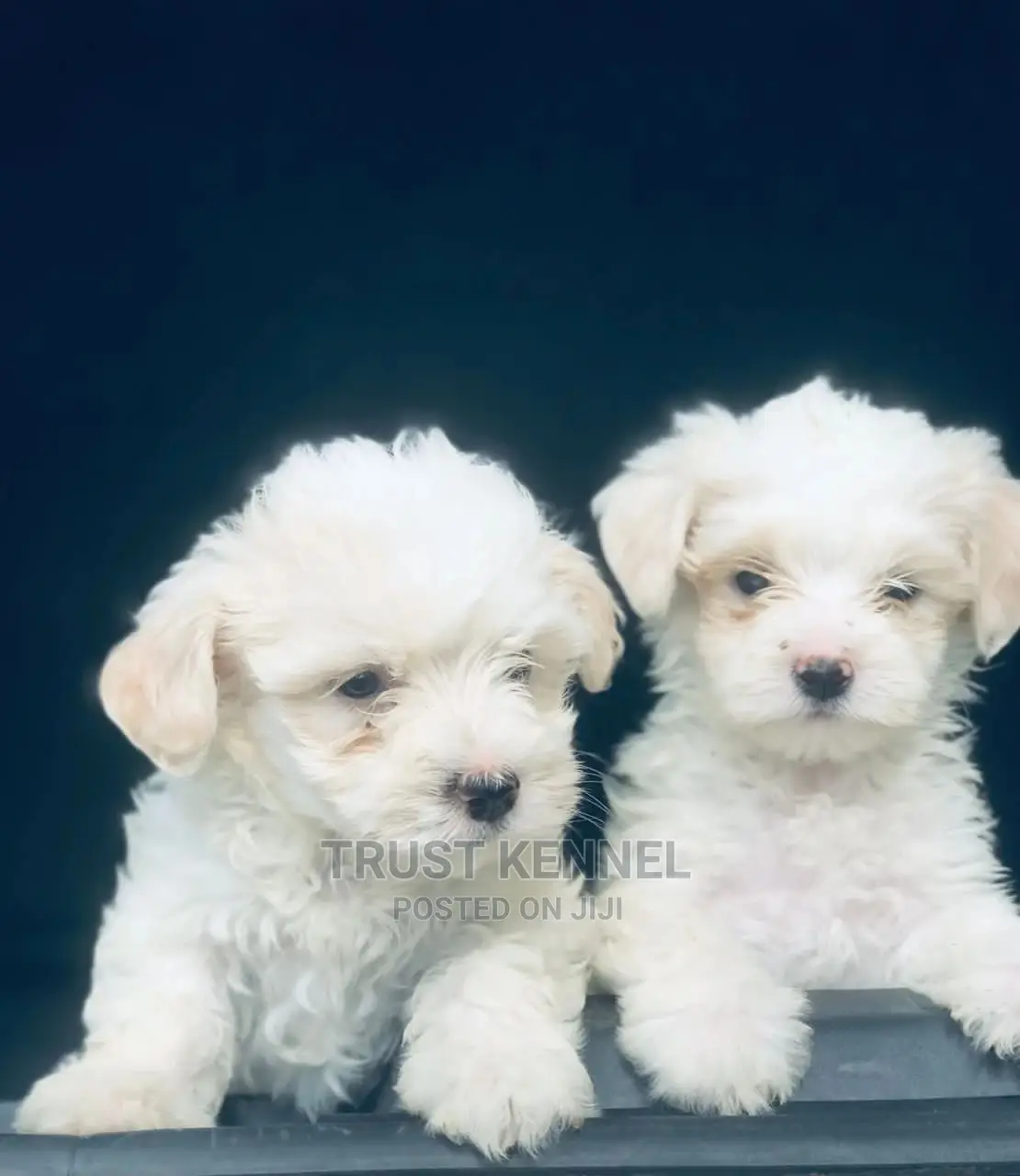 1-3 Months Female Purebred Maltese