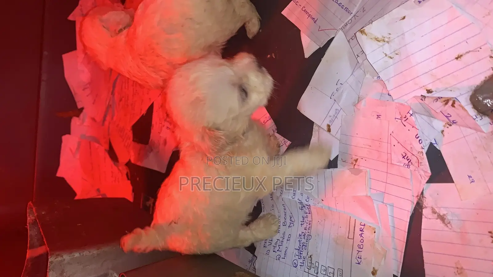 1-3 Months Female Purebred Poodle