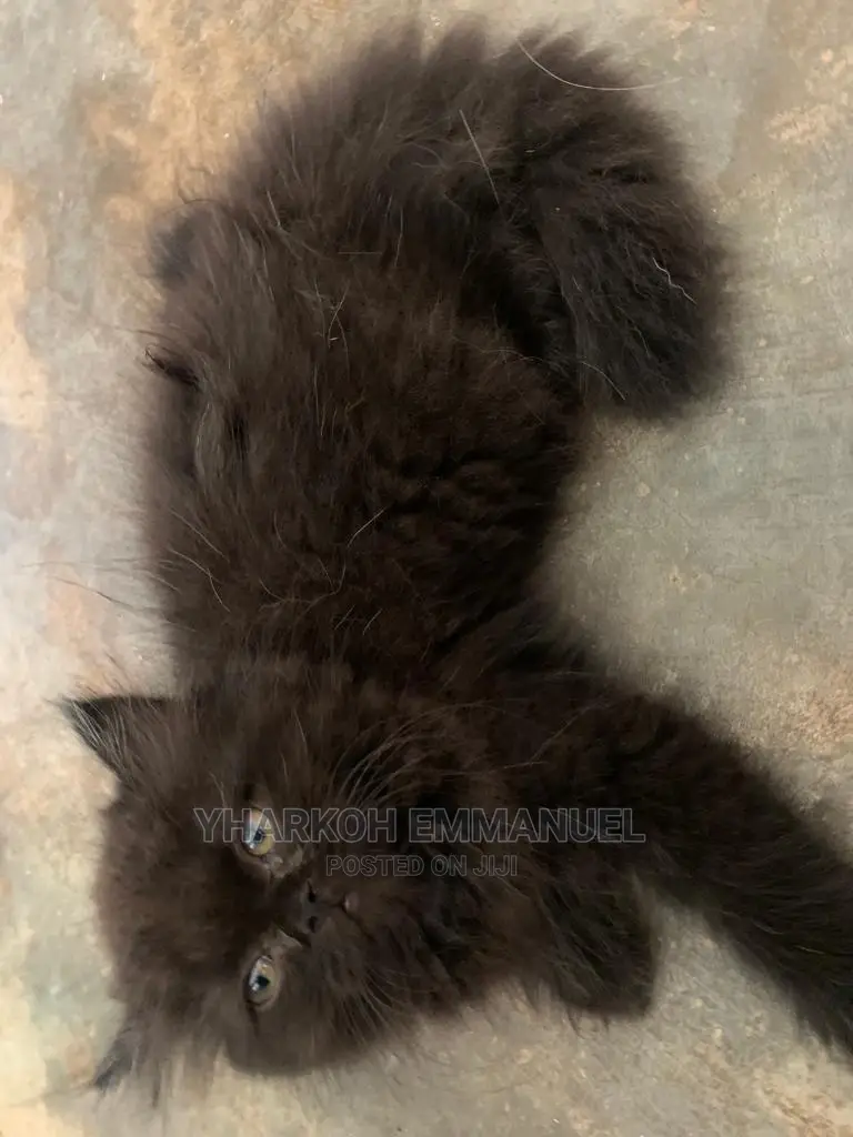 1-3 months Male Purebred Persian