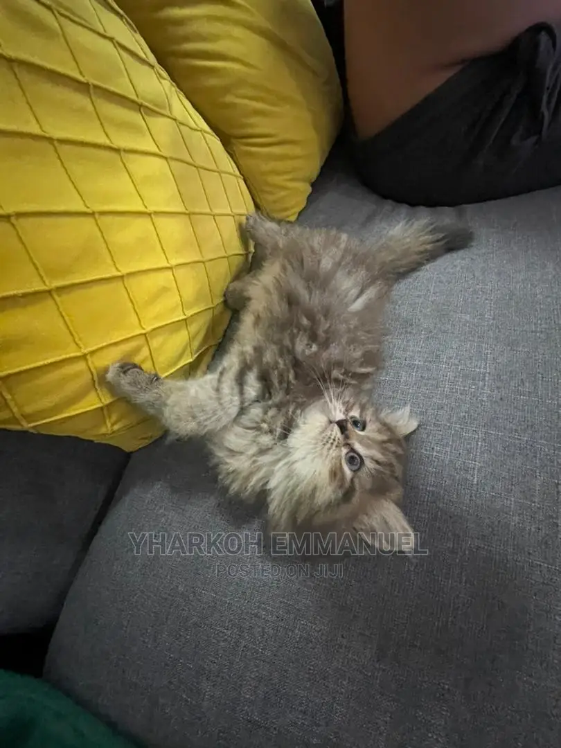 1-3 months Male Purebred Persian