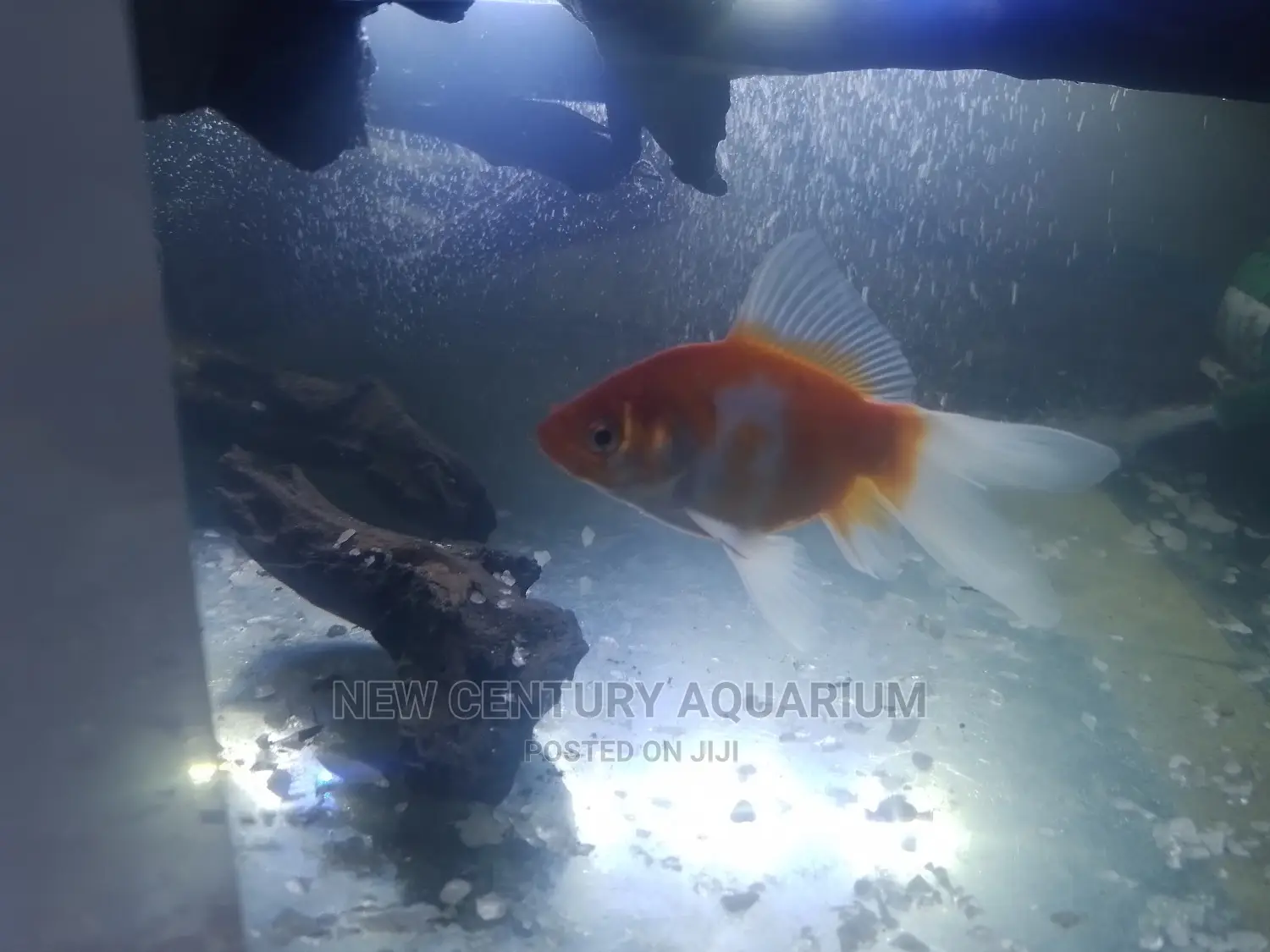 Aquarium Fancy Tail Fish
