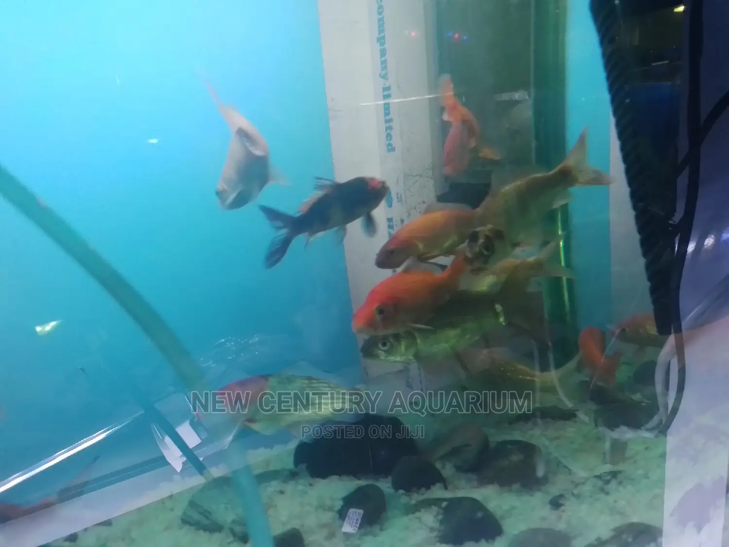 Gold Fish and Koi