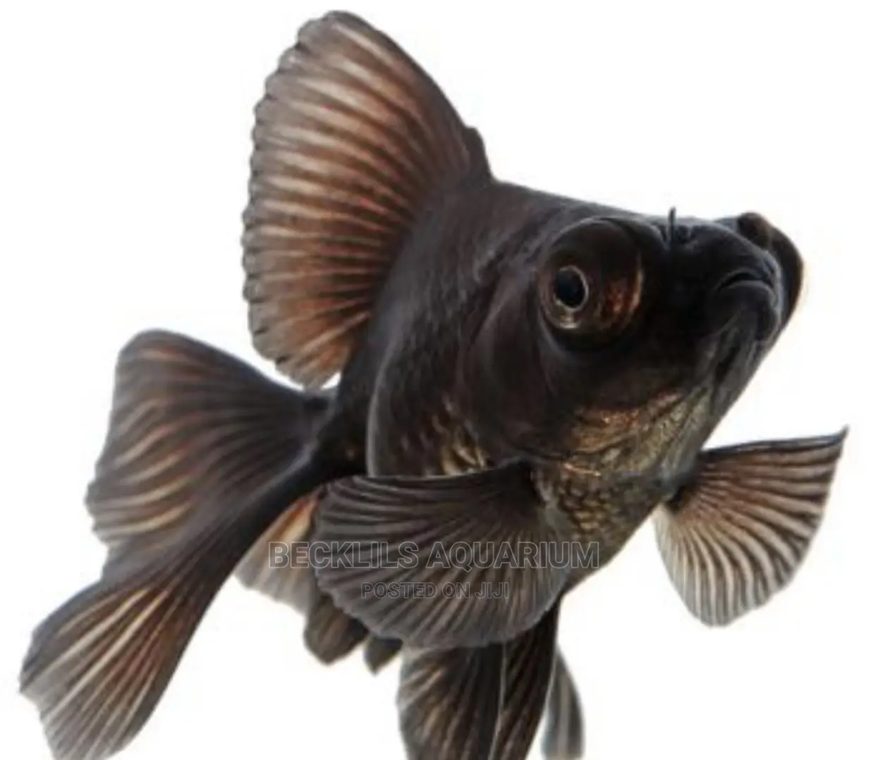 Blackmoor Fish
