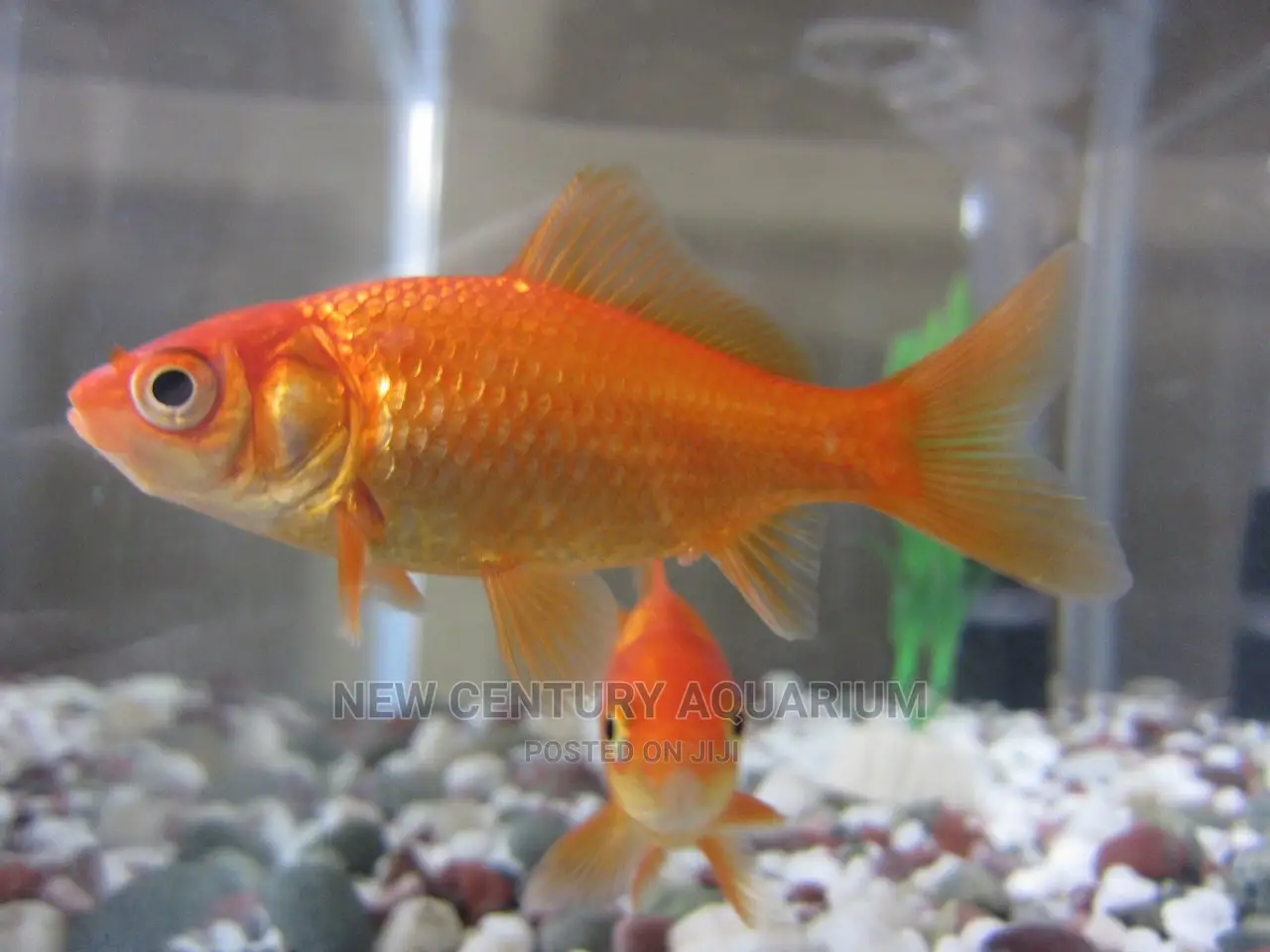 Gold Fish and Koi