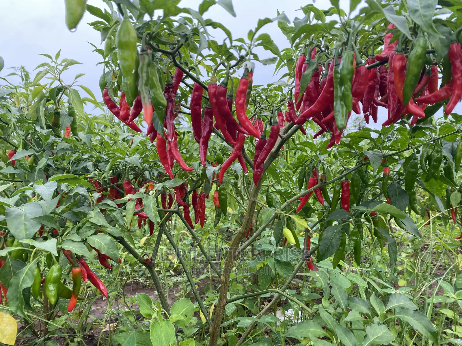 Long Chilli Pepper