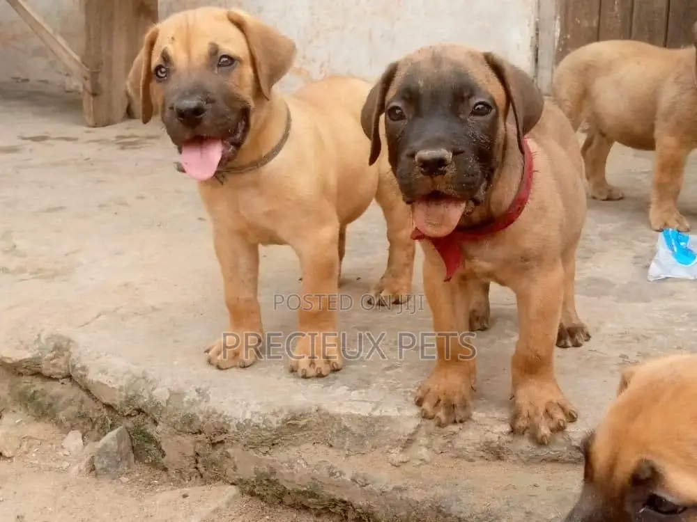 1-3 Months Female Purebred Boerboel
