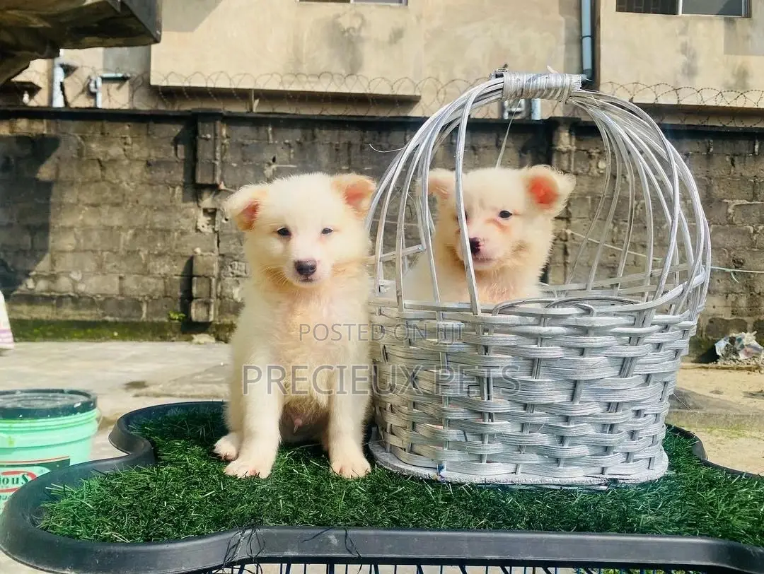 0-1 Month Male Purebred American Eskimo