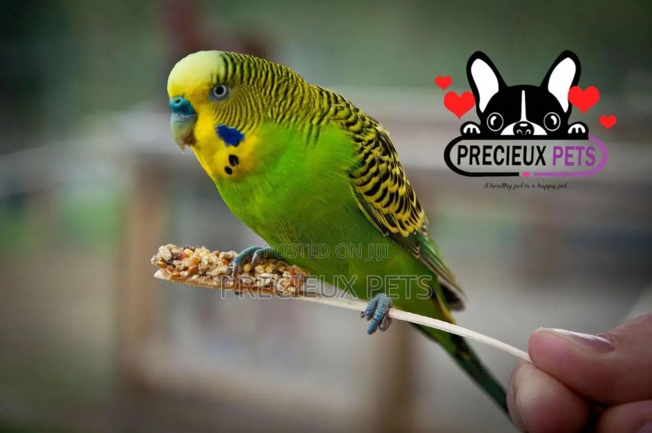 Budgies Parakeets