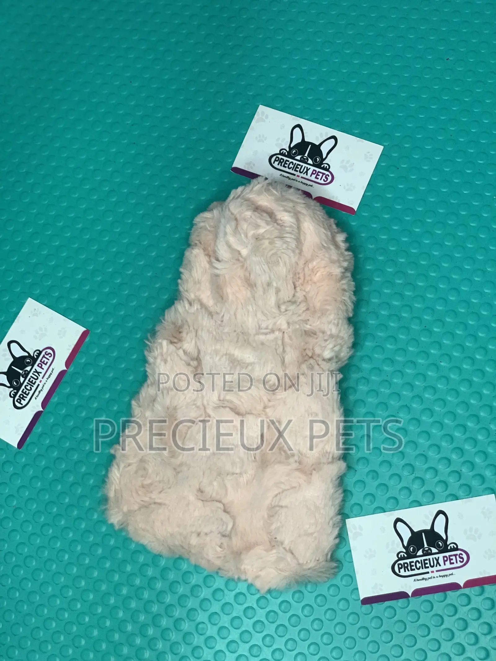 Toy Dog Clothings Series 049