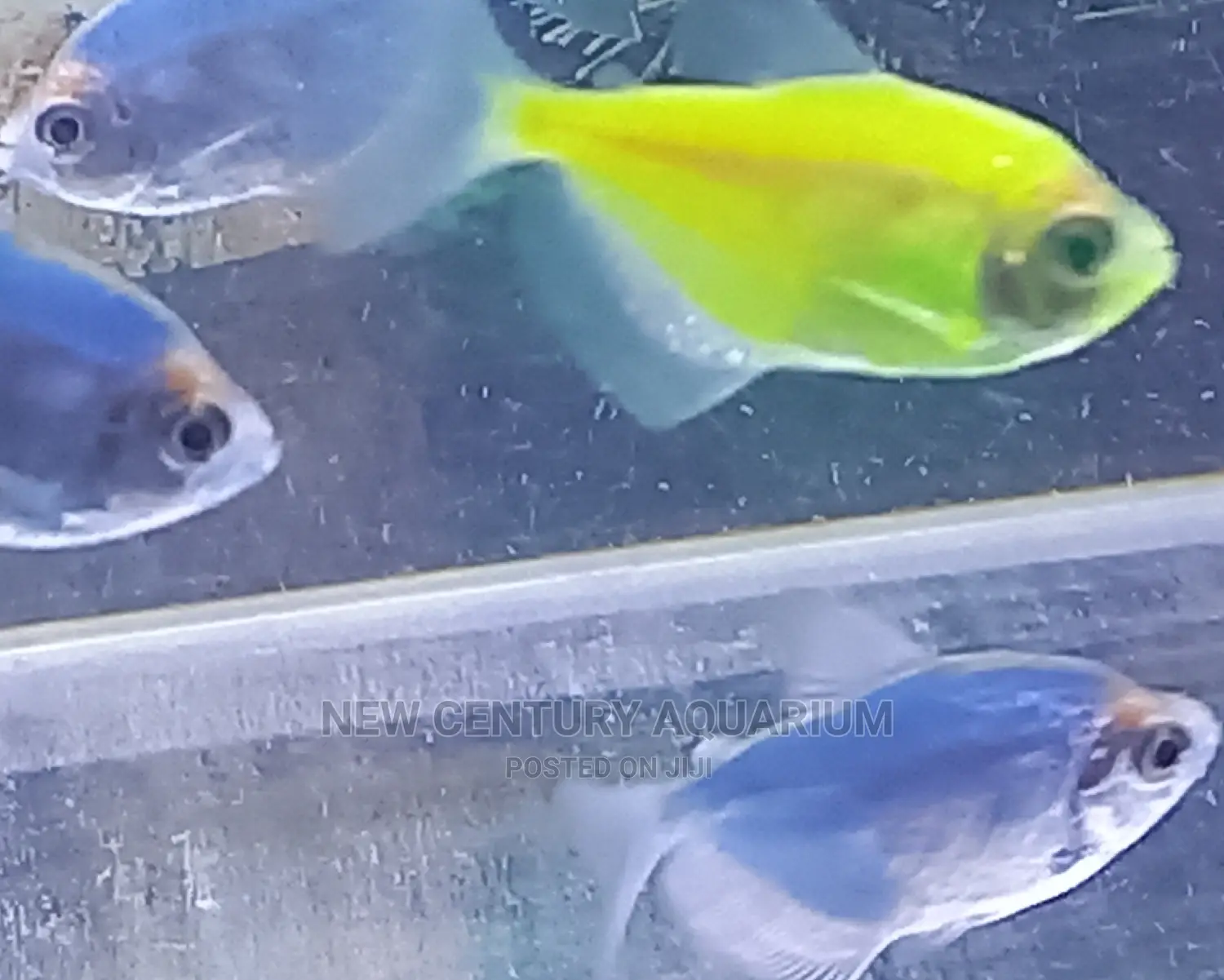 Aquarium Glow Fish