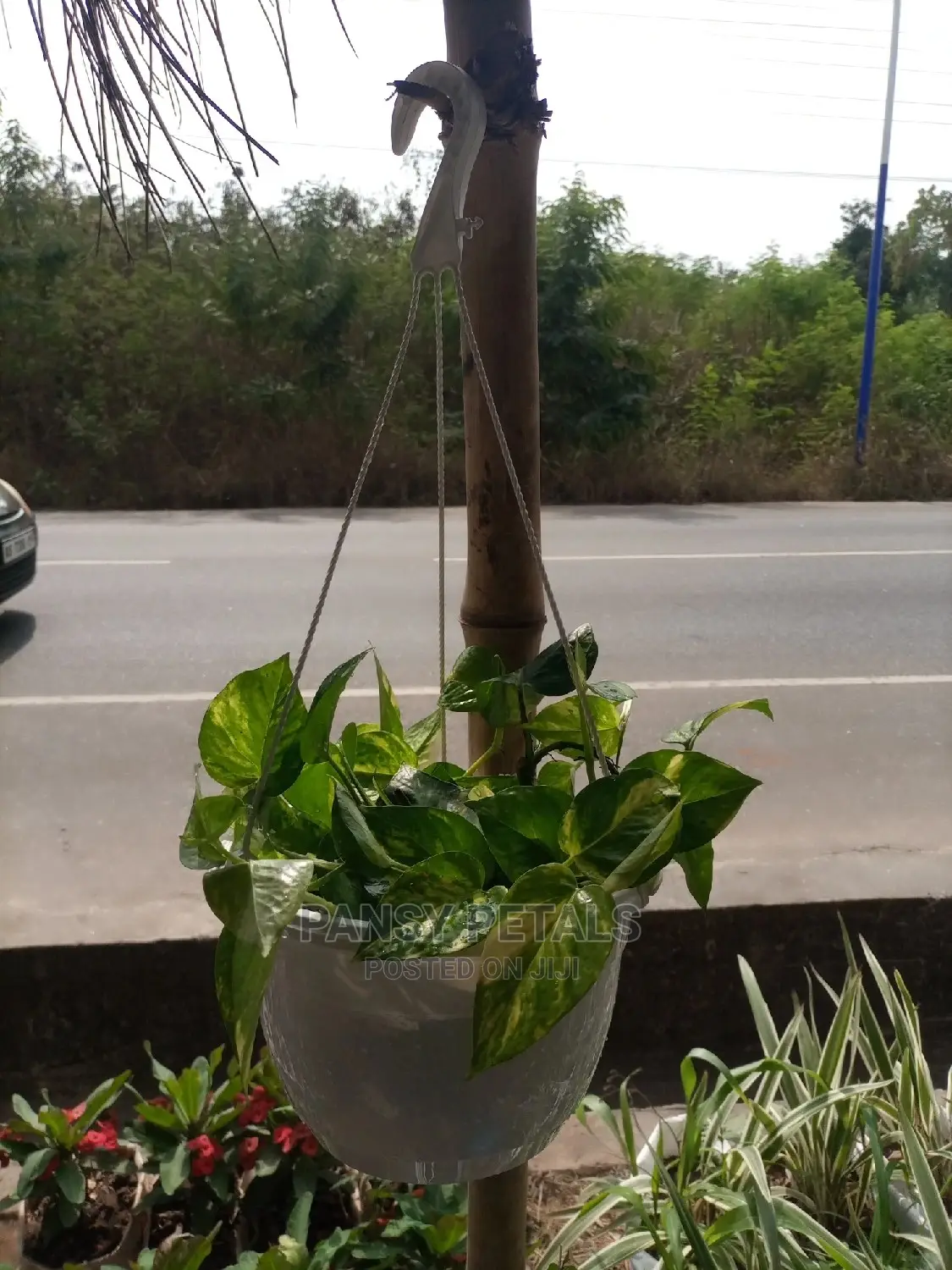 Pots and Plants for Sale