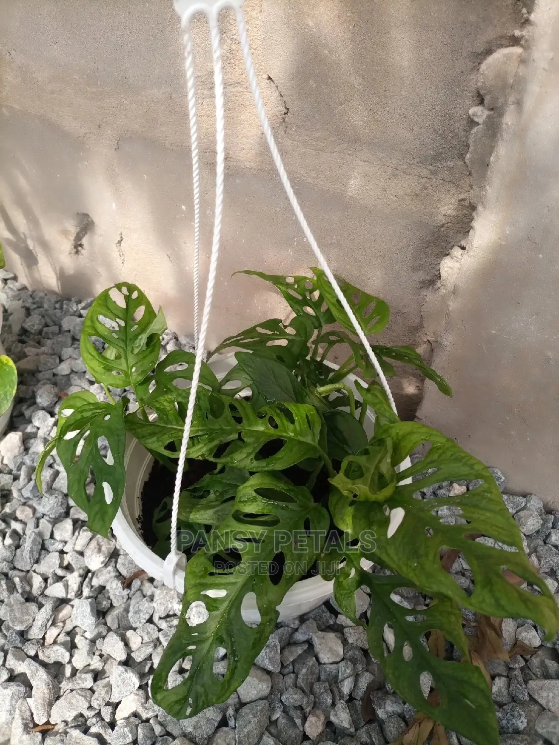 Pots and Plants for Sale