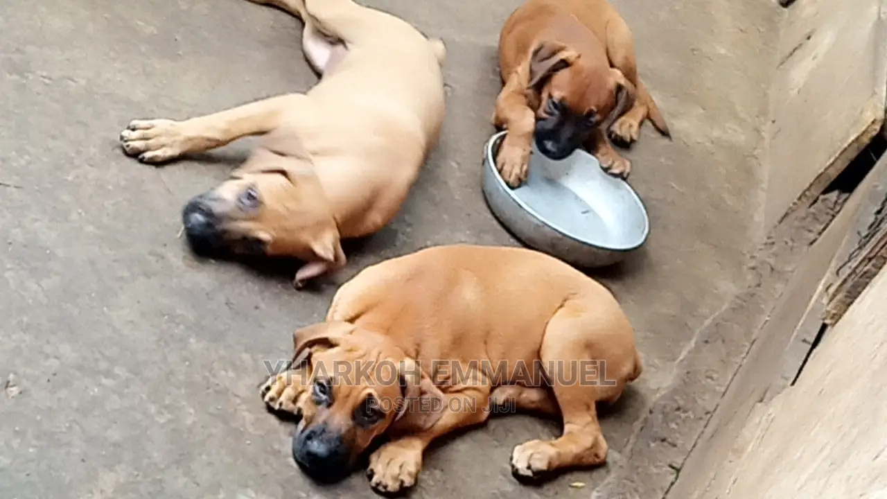 1-3 months Female Purebred Boerboel