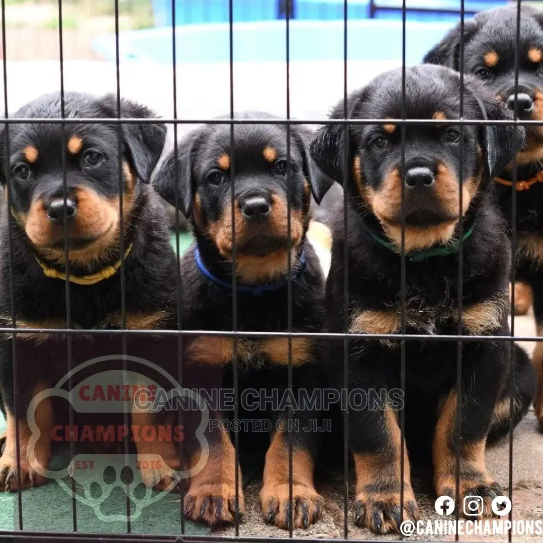 1-3 months Female Purebred Rottweiler