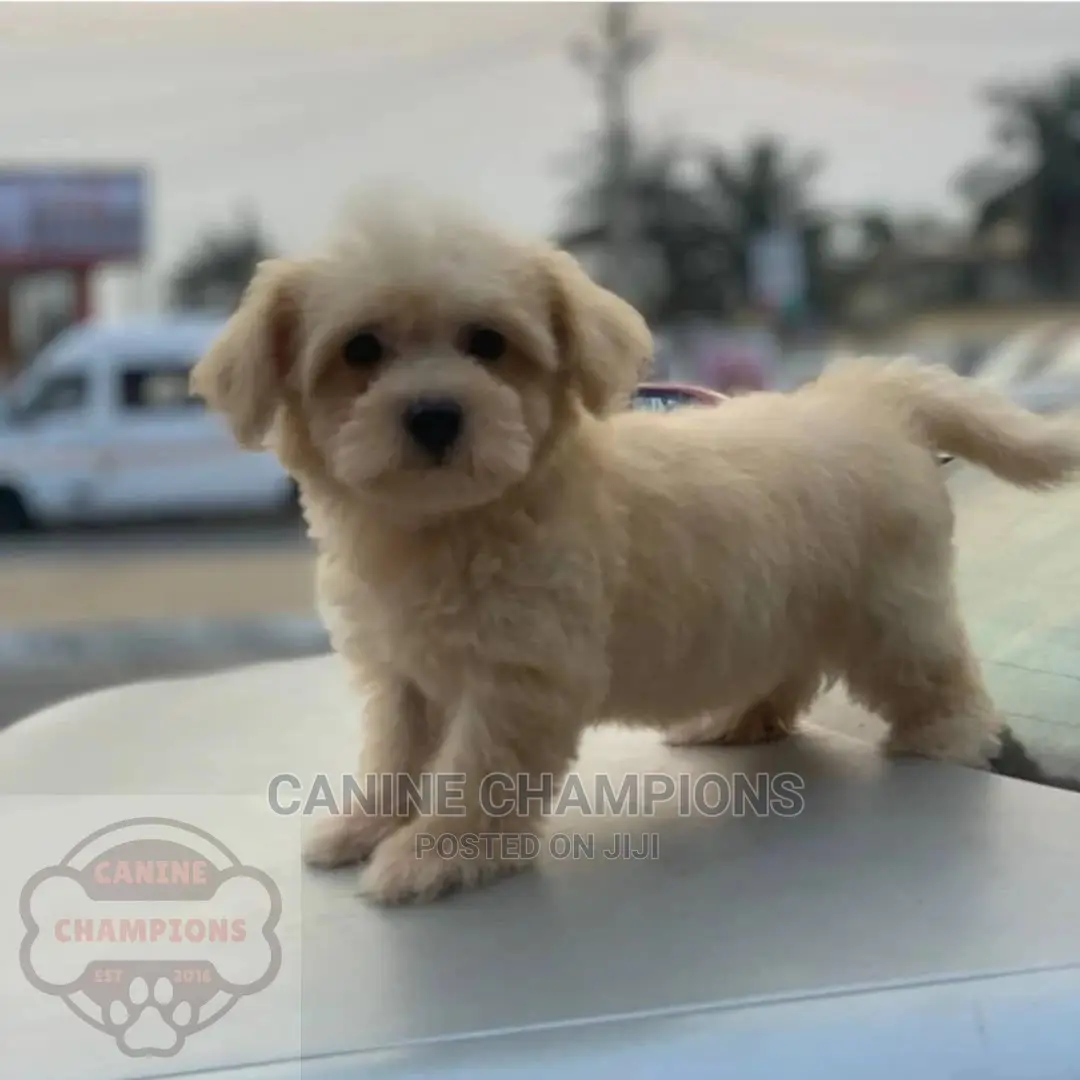 1-3 months Female Purebred Poodle