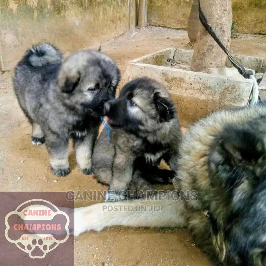 1-3 months Female Purebred Caucasian Shepherd