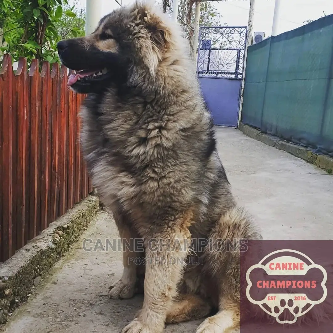 1-3 months Female Purebred Caucasian Shepherd