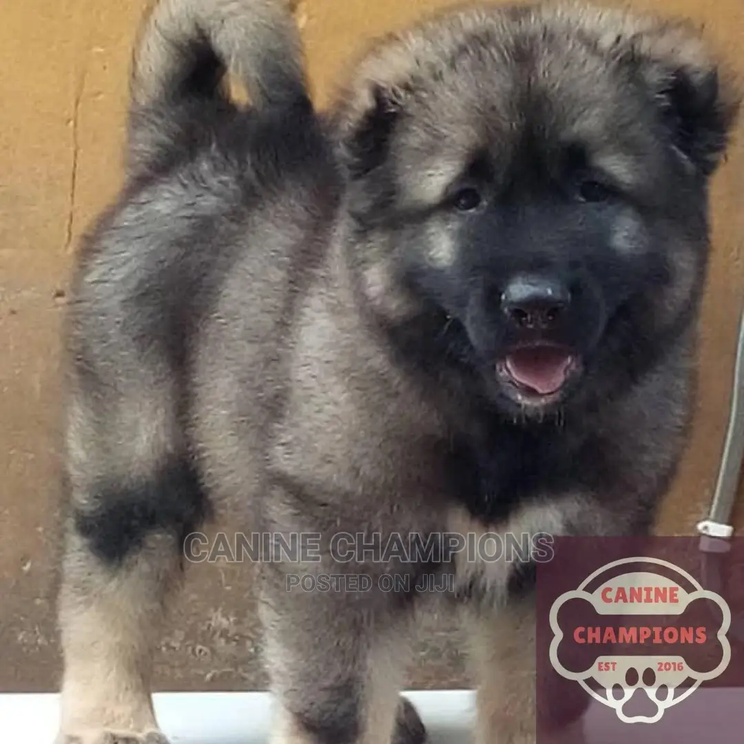 1-3 months Female Purebred Caucasian Shepherd