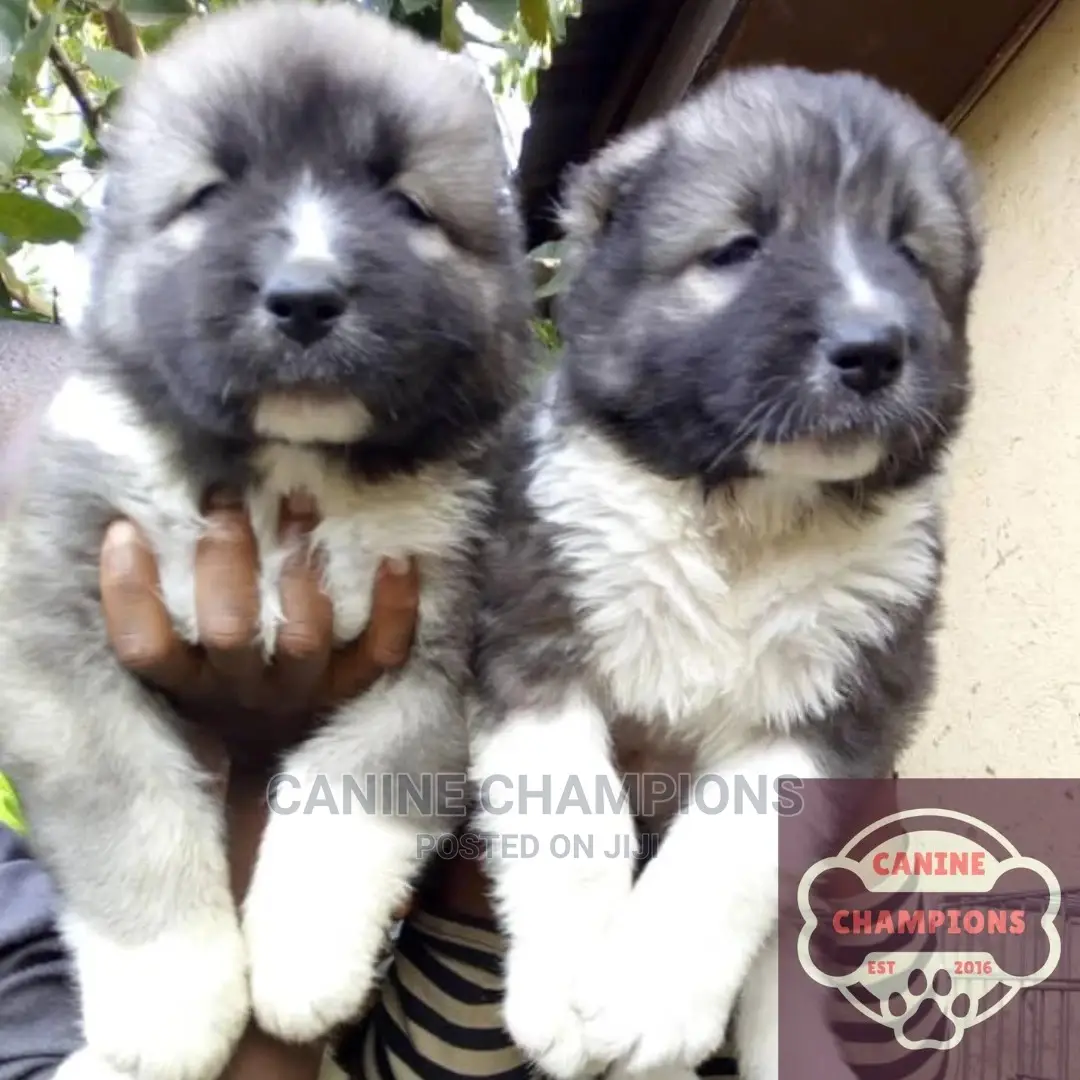 1-3 months Female Purebred Caucasian Shepherd