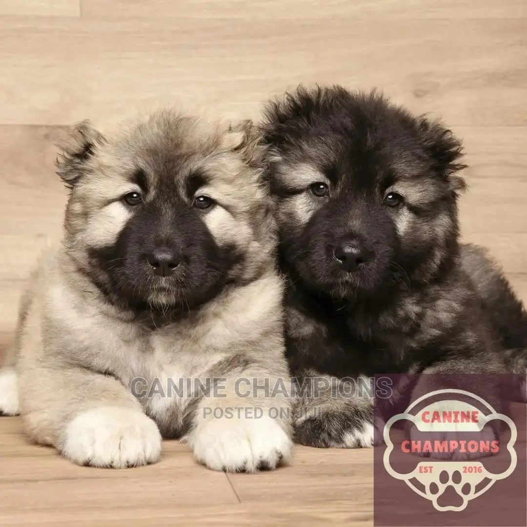 1-3 months Female Purebred Caucasian Shepherd