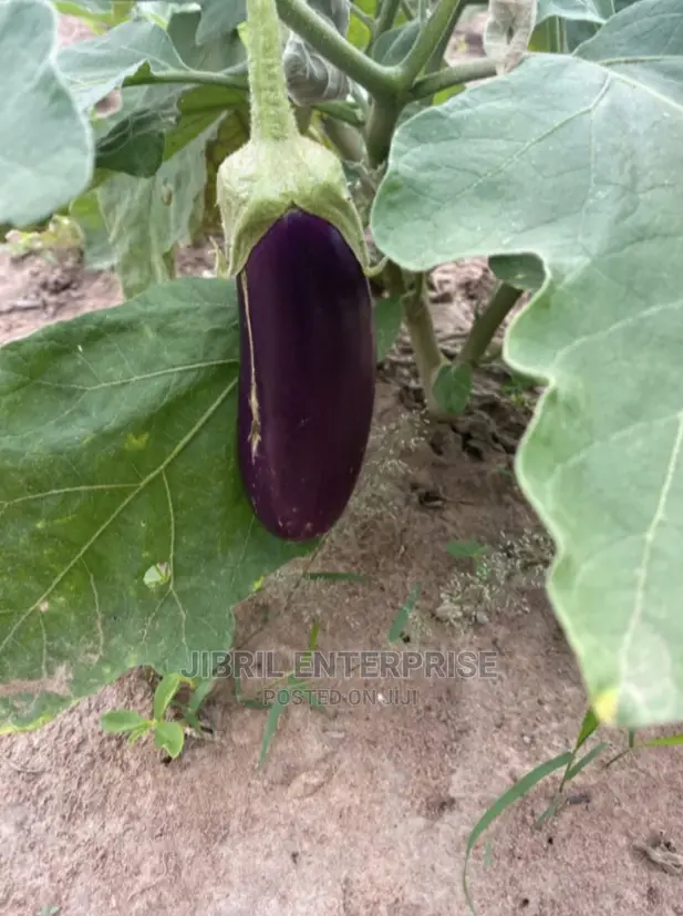 Purple Aubergine Eggplant