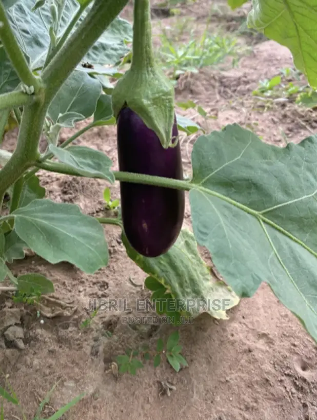 Purple Aubergine Eggplant