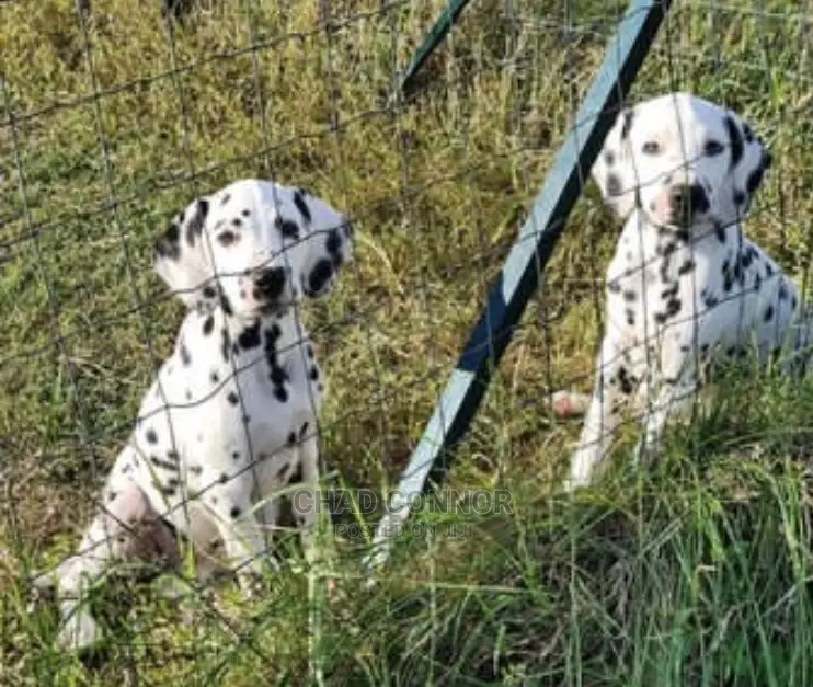 1-3 months Male Purebred Dalmatian