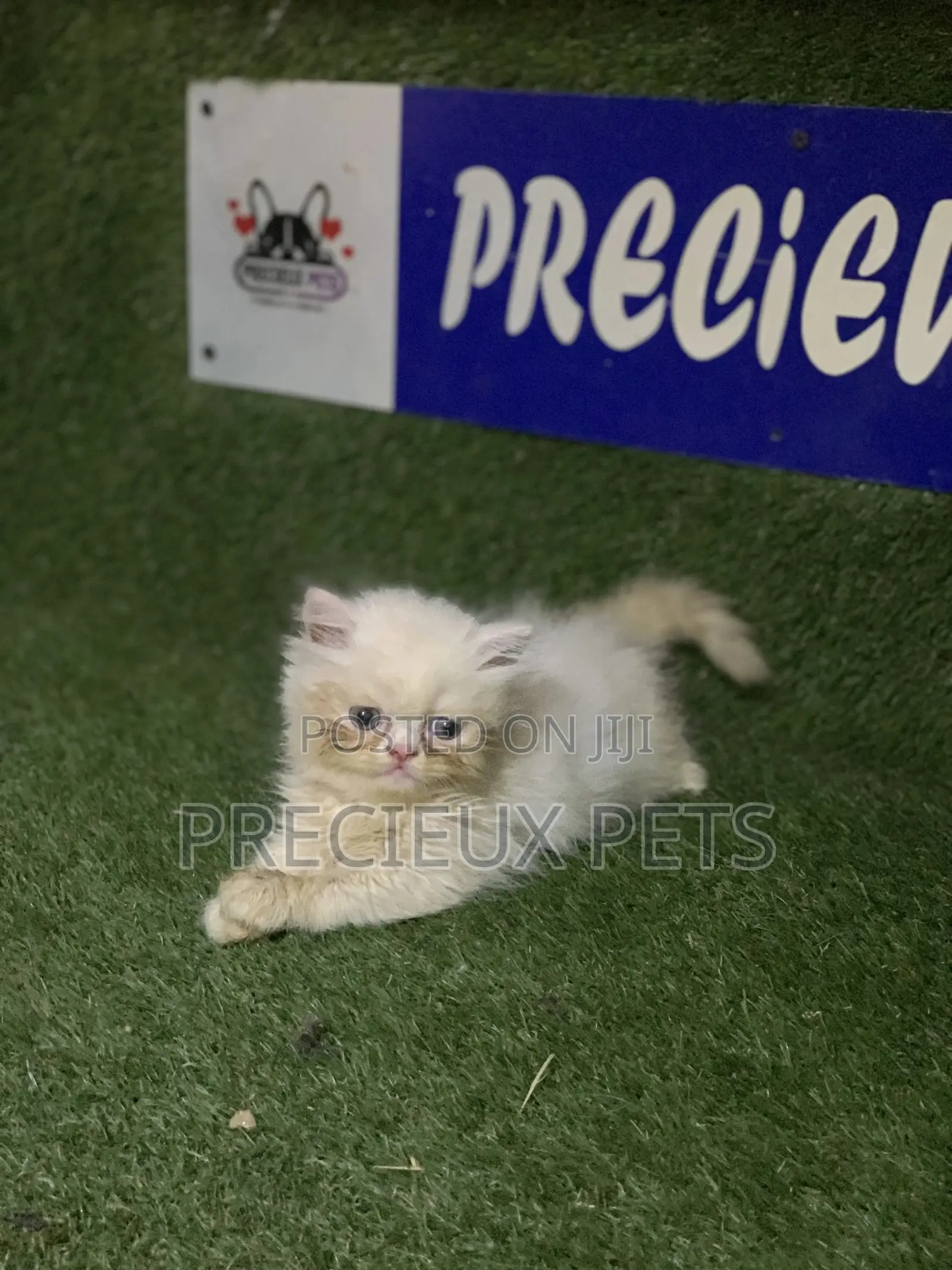 3-6 Months Male Purebred Persian