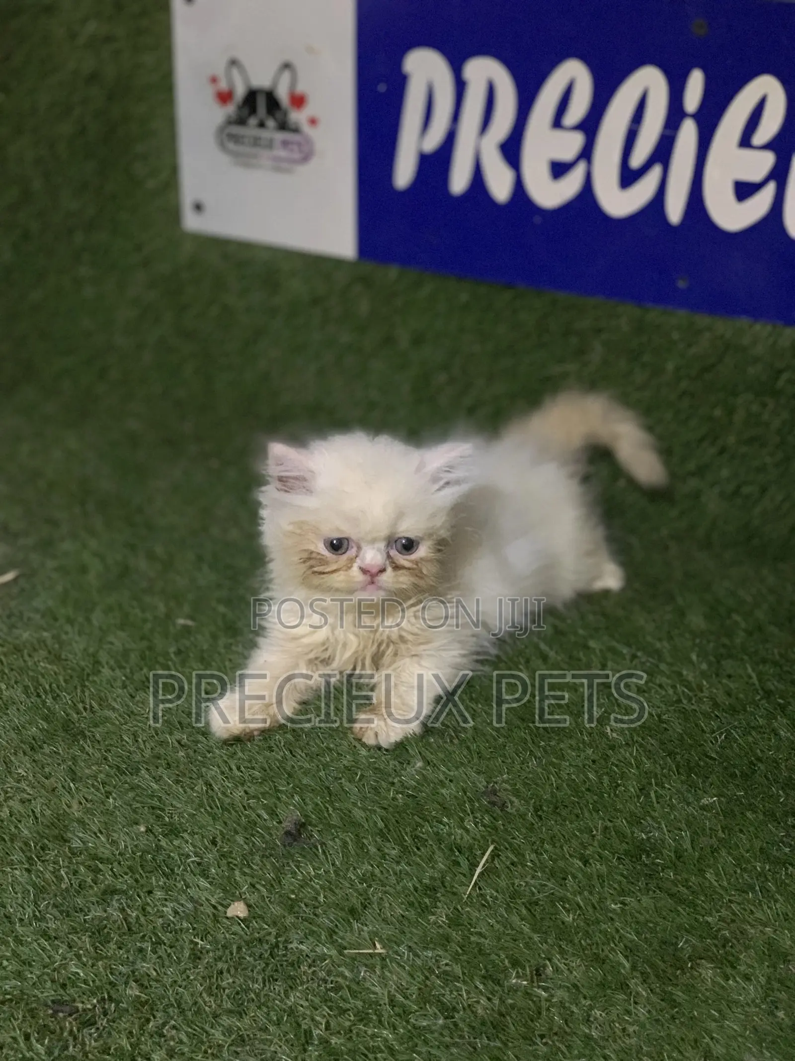 3-6 Months Male Purebred Persian