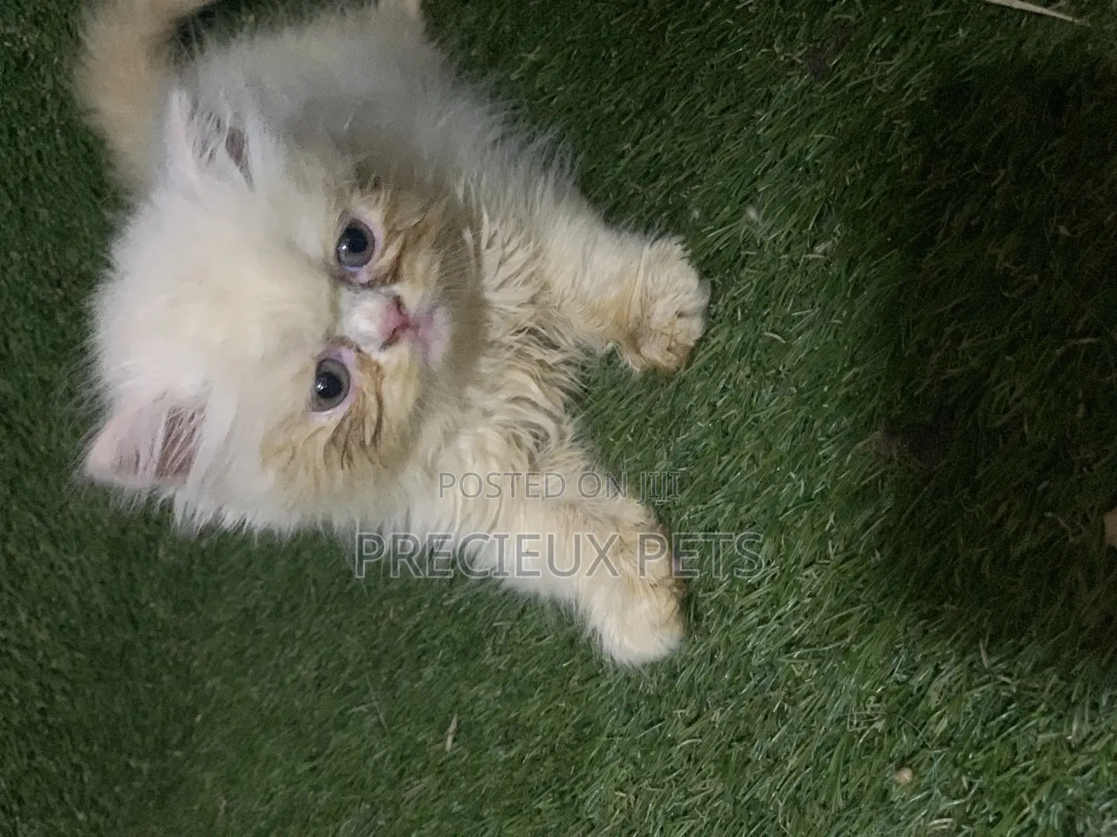 3-6 Months Male Purebred Persian