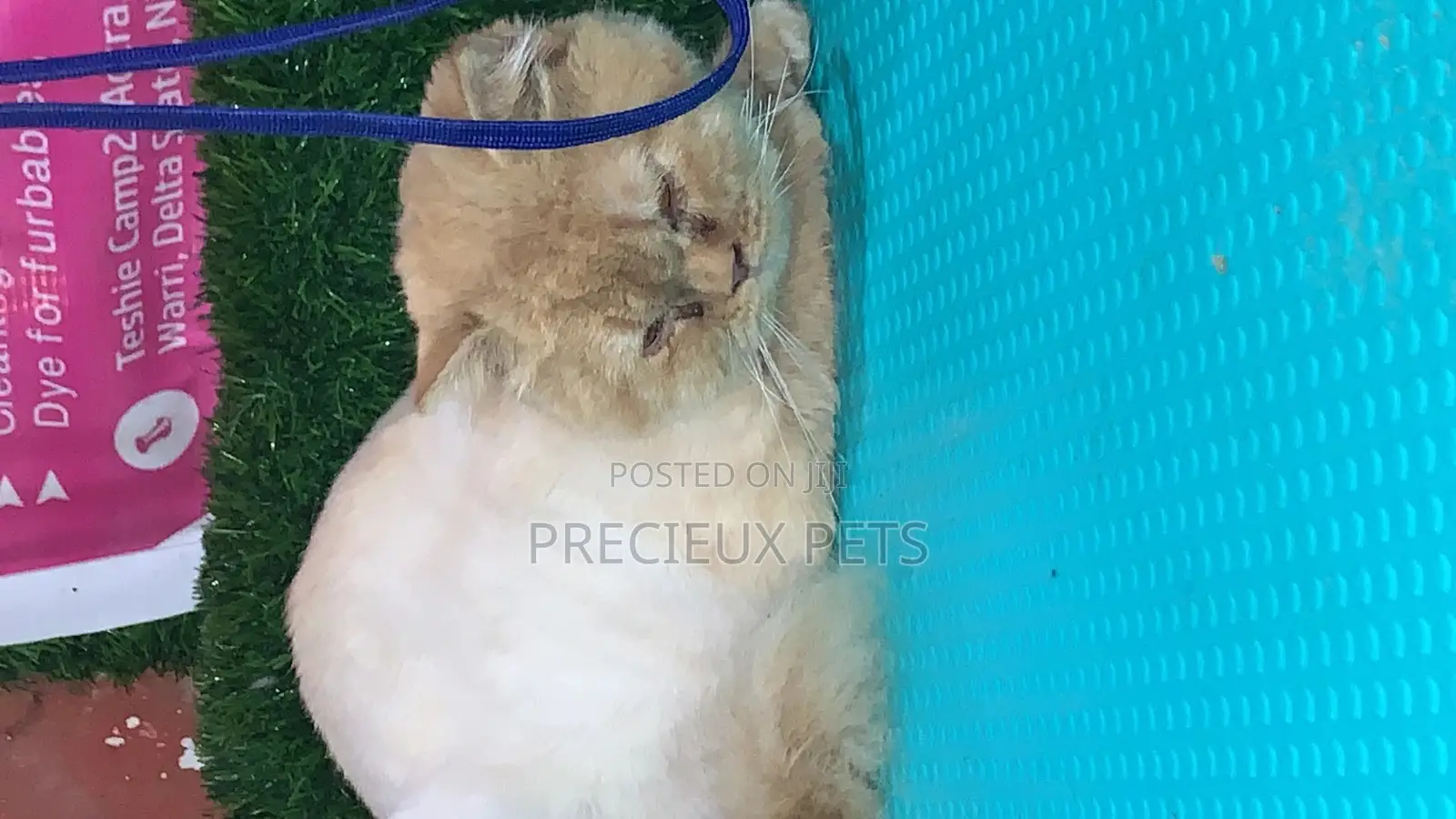6-12 Months Male Purebred Persian