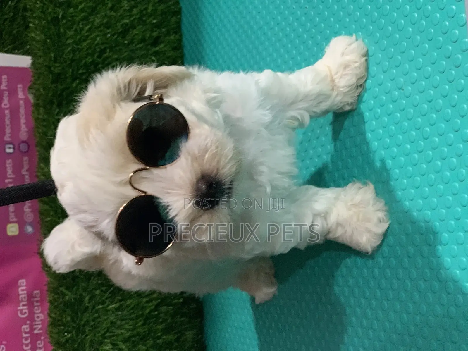 1-3 Months Male Mixed Breed Maltipoo