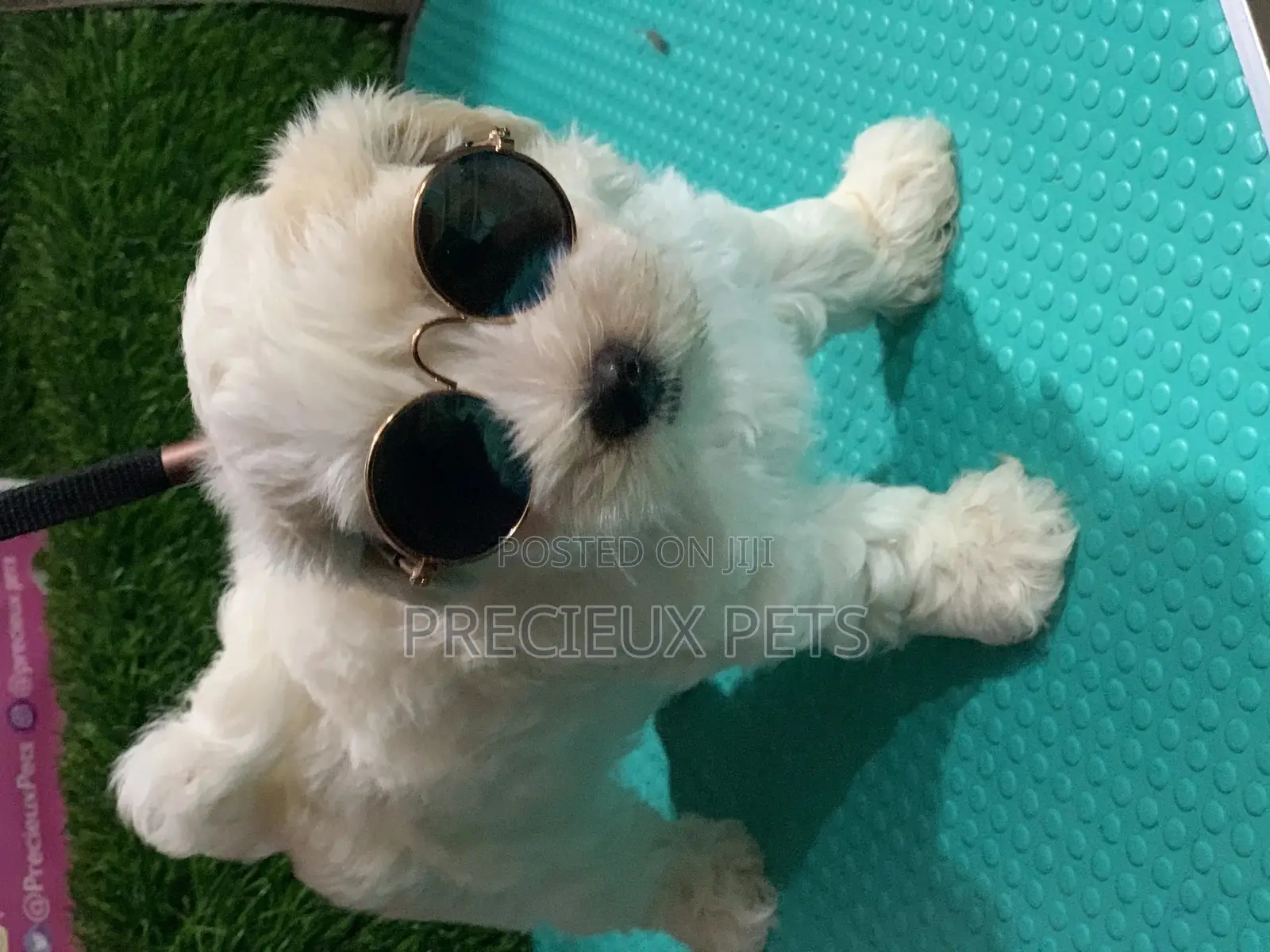 1-3 Months Male Mixed Breed Maltipoo