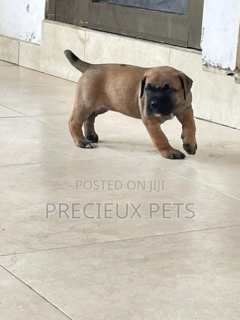 1-3 Months Male Purebred Boerboel