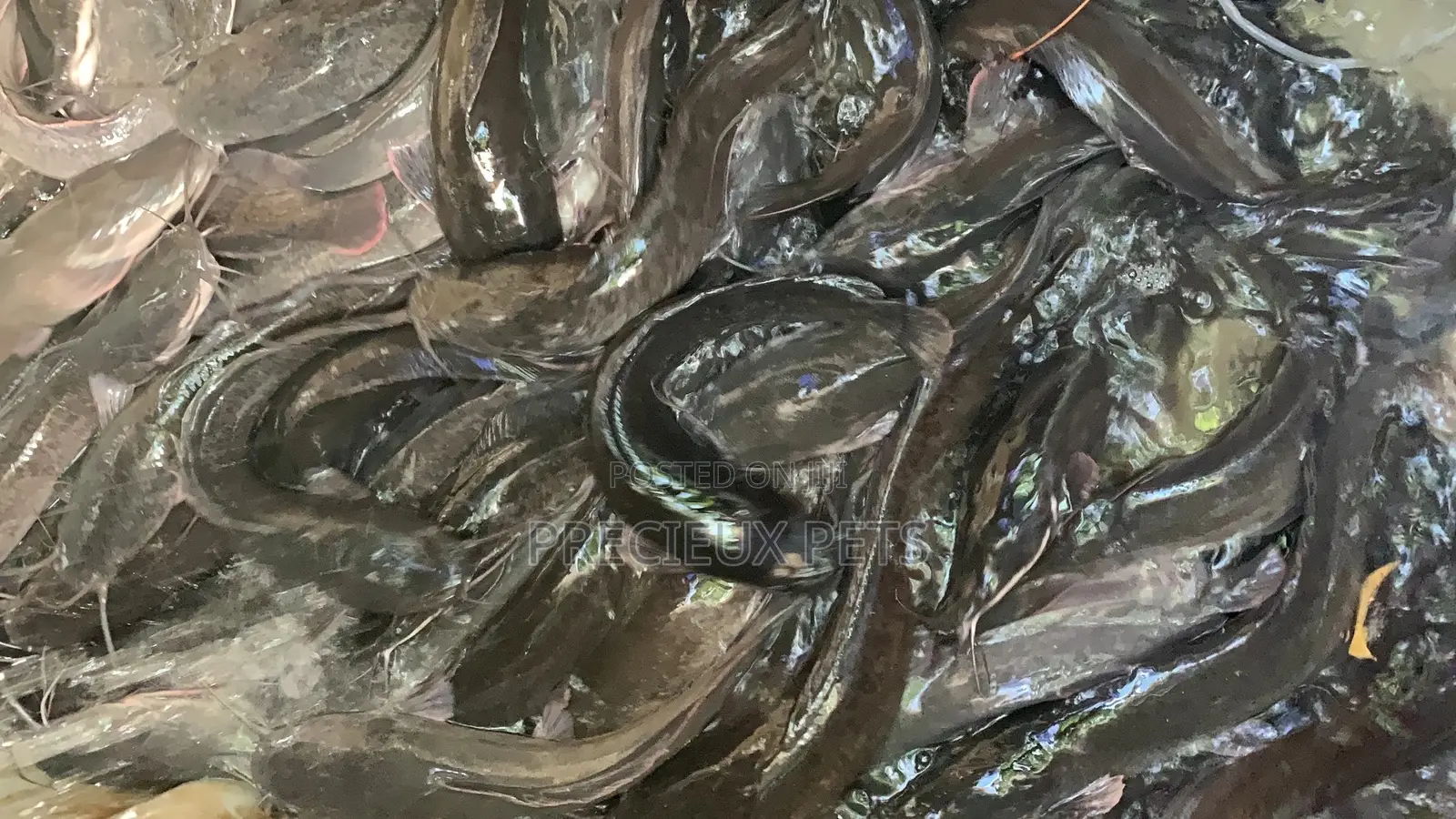 Fresh Water Cat Fish