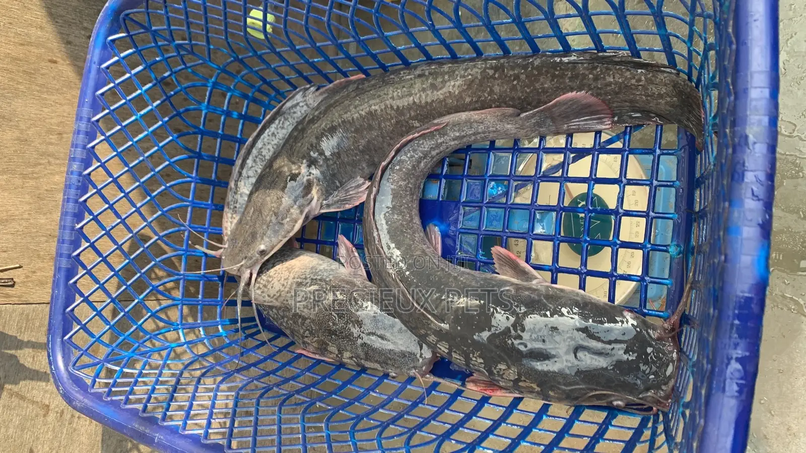 Fresh Water Cat Fish