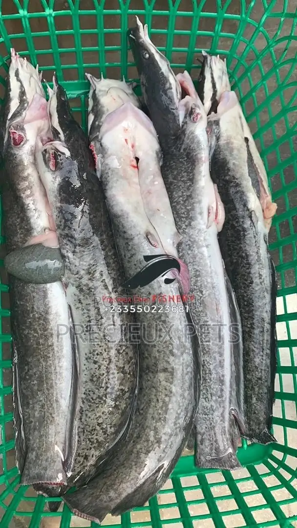 Point And Kill Cat Fish