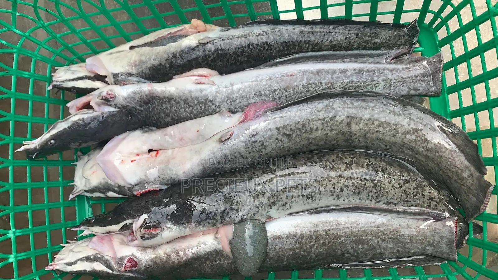 Point And Kill Cat Fish