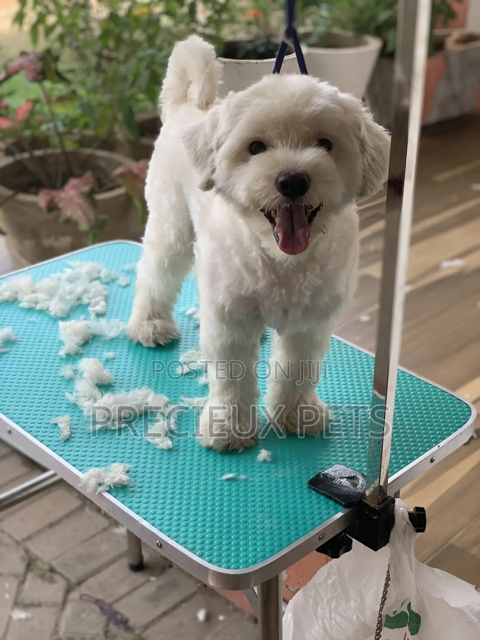 Home Service Grooming Appointment-Deluxe Package