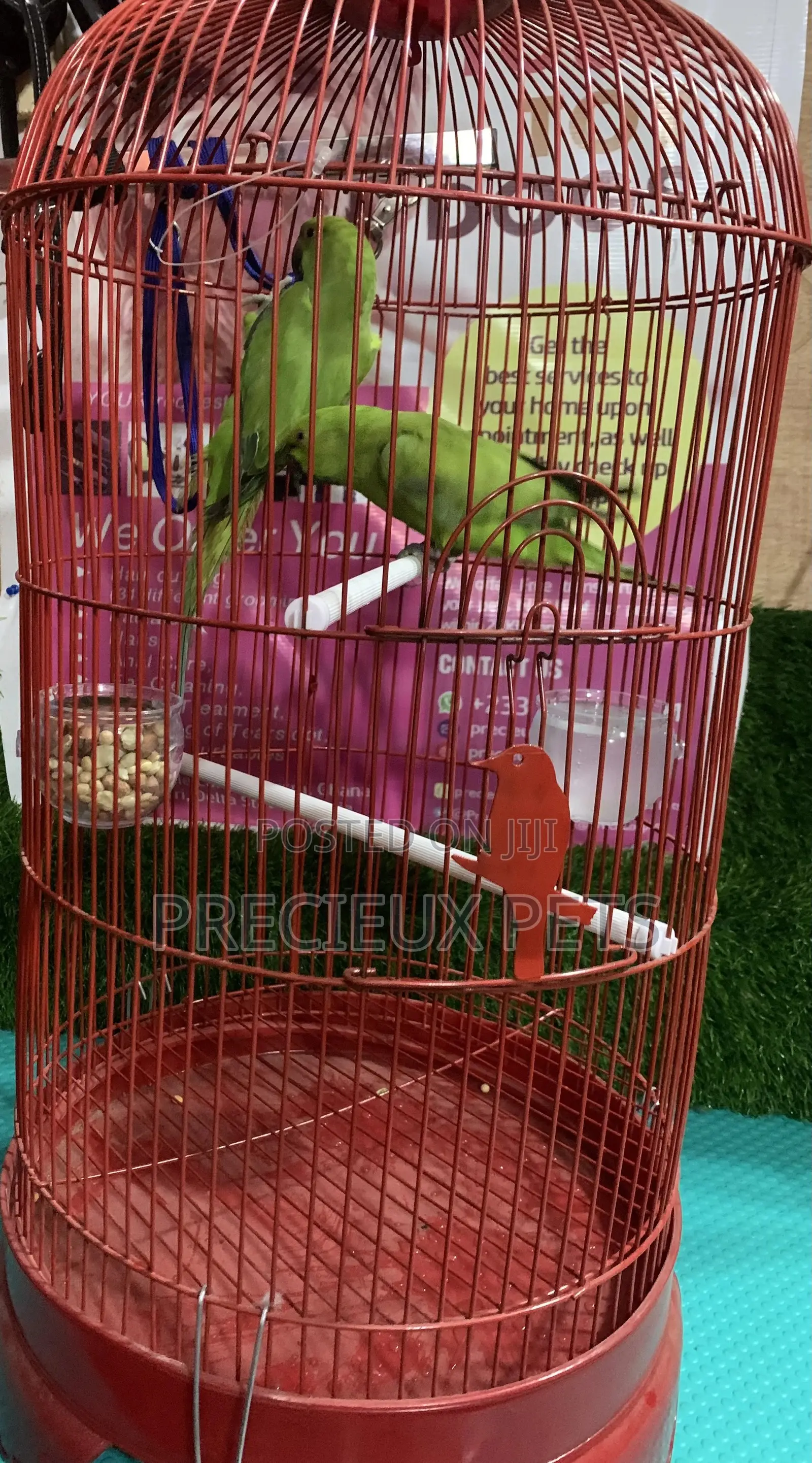 Pair of Longtail Parrots