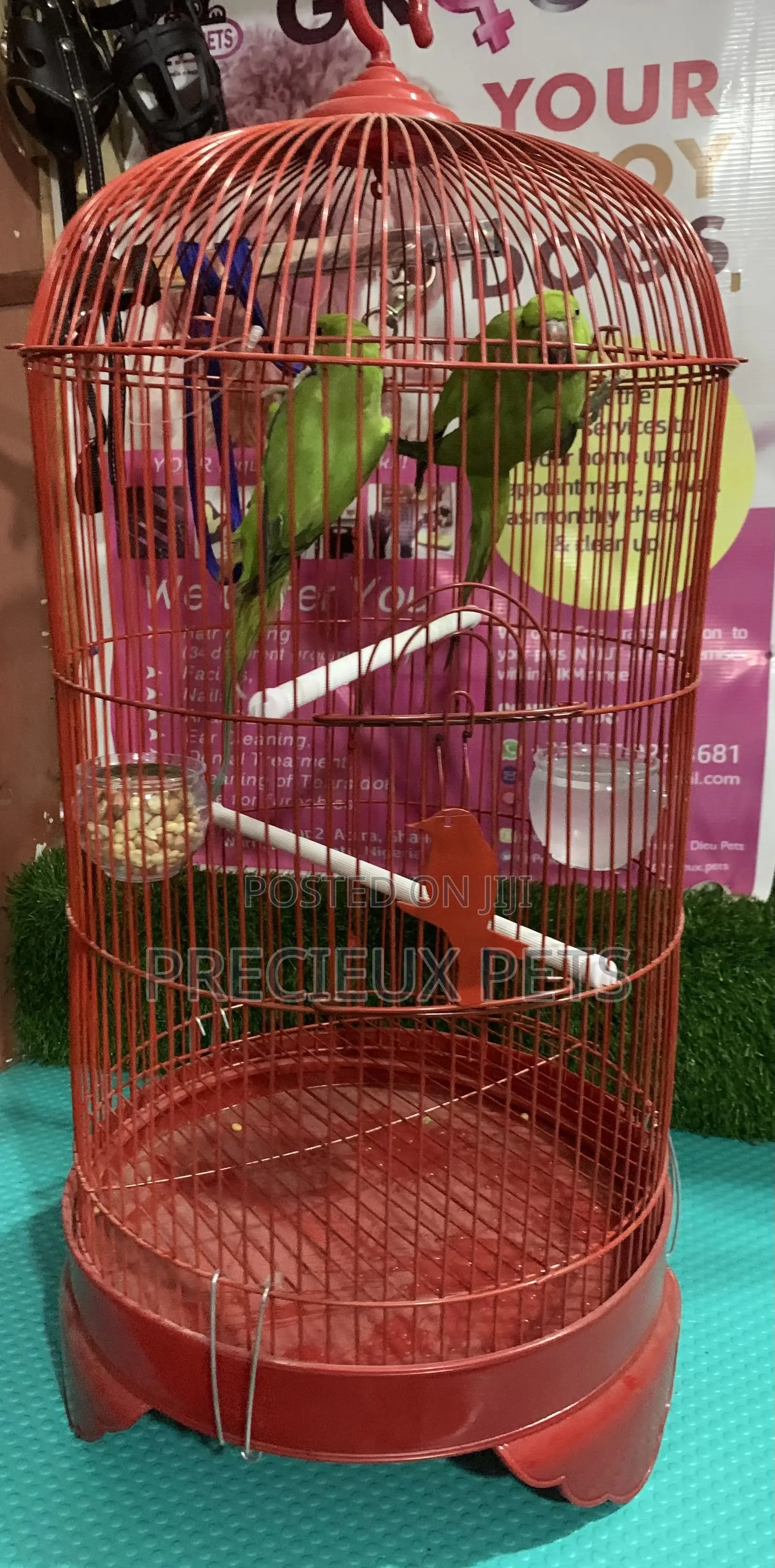 Pair of Longtail Parrots