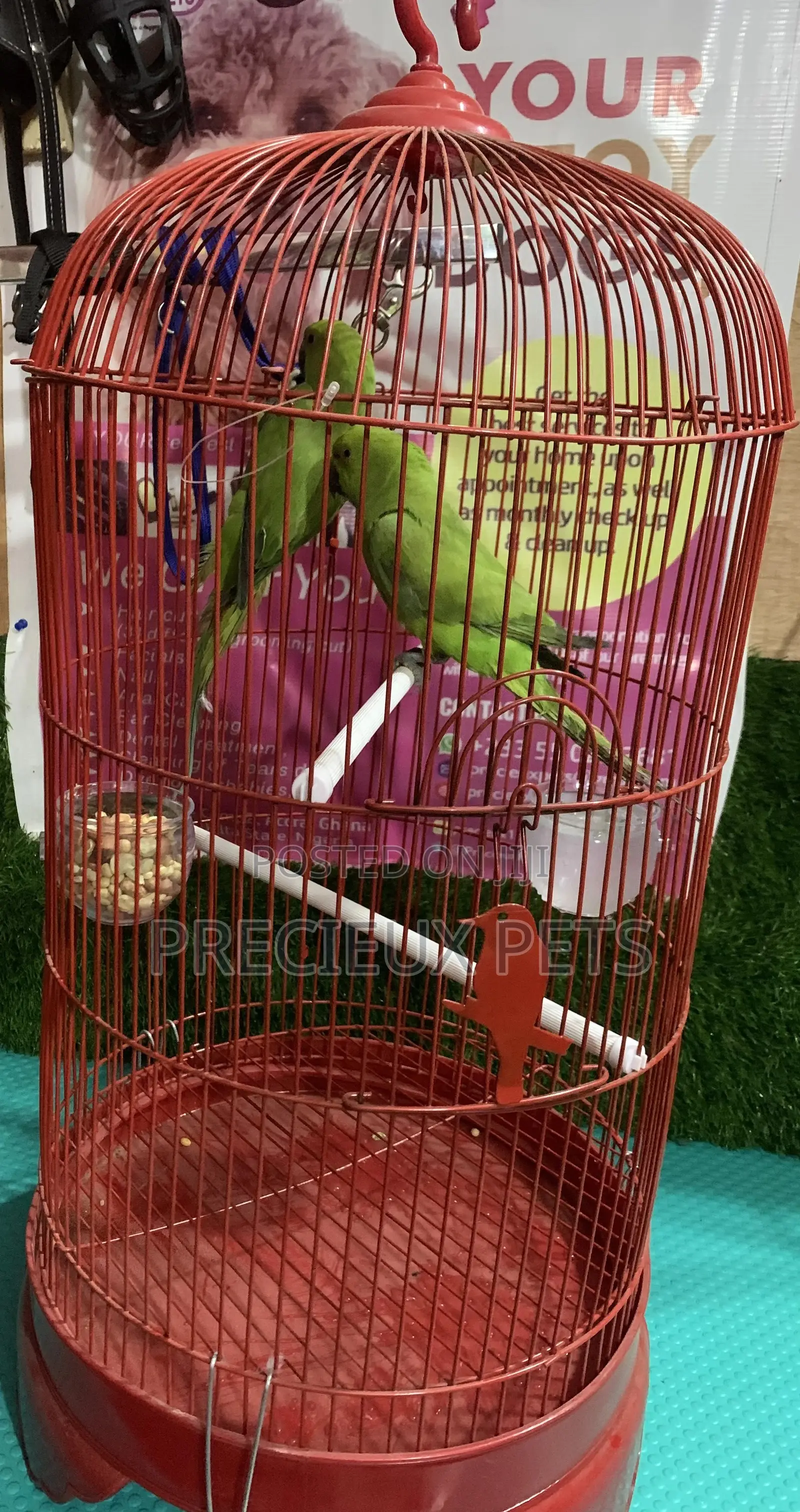 Pair of Longtail Parrots