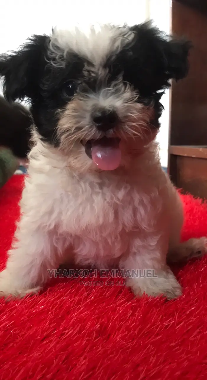 1-3 months Female Purebred Maltese