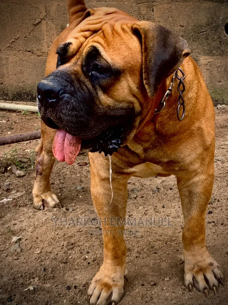 6-12 months Male Purebred Boerboel