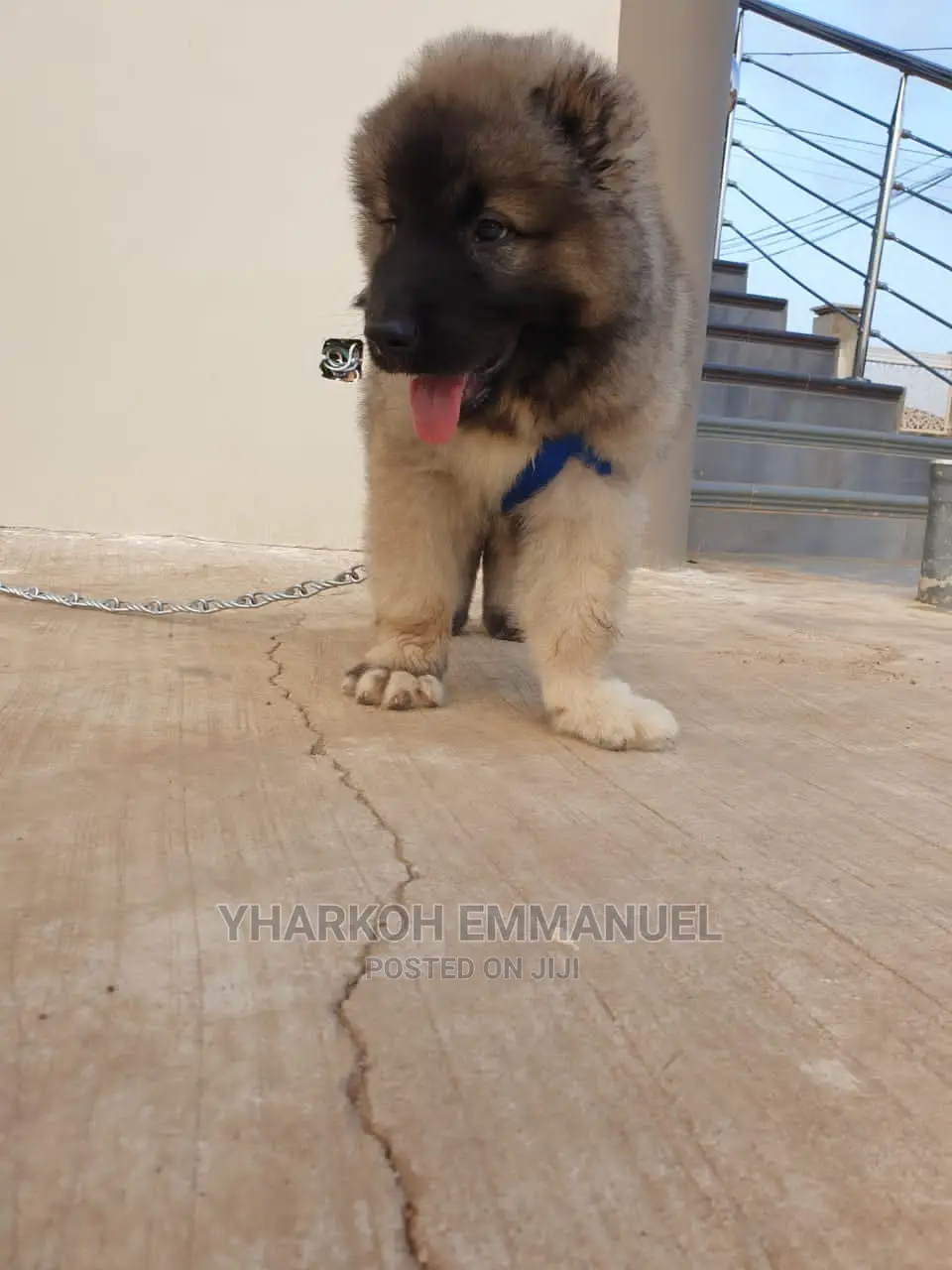 1-3 months Female Purebred Caucasian Shepherd