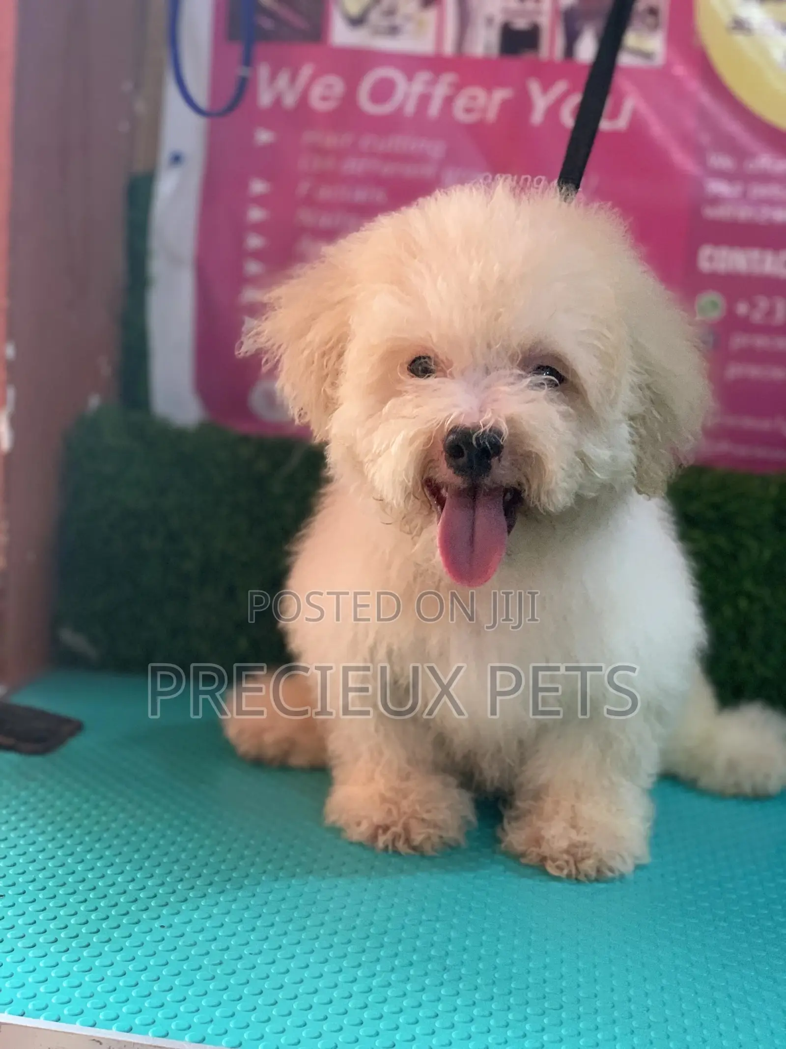 3-6 Months Female Mixed Breed Maltipoo