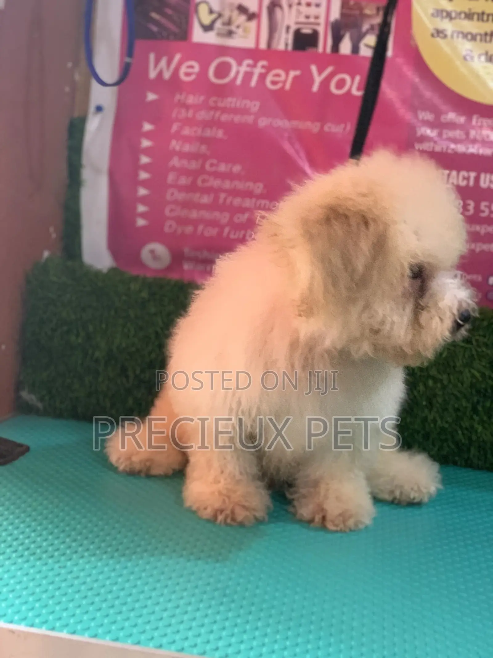 3-6 Months Female Mixed Breed Maltipoo