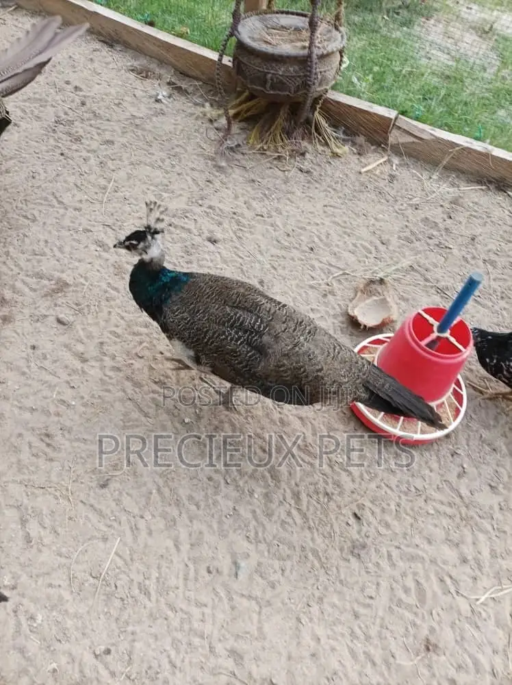Young Male Peacock