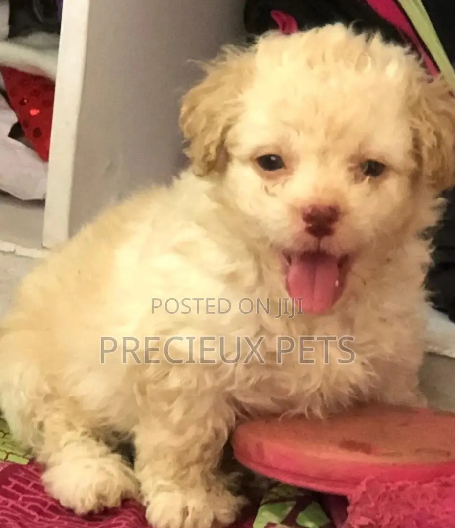 0-1 Month Male Mixed Breed Maltipoo