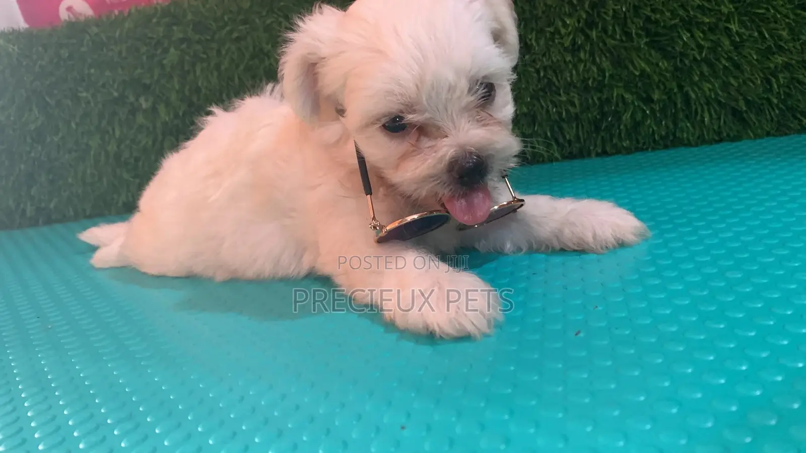0-1 Month Male Mixed Breed Maltipoo